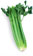 Mini_celery